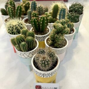 Cactus Mix 011