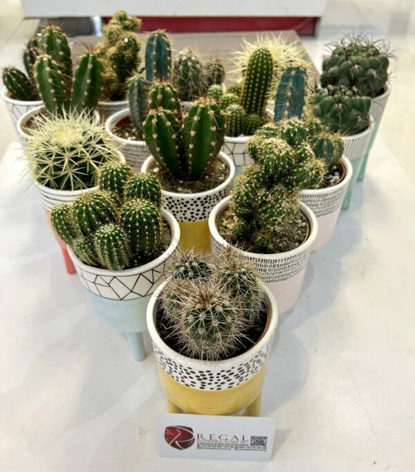 Cactus Mix 011