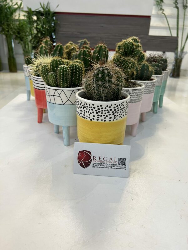 Cactus Mix 011 - Image 4