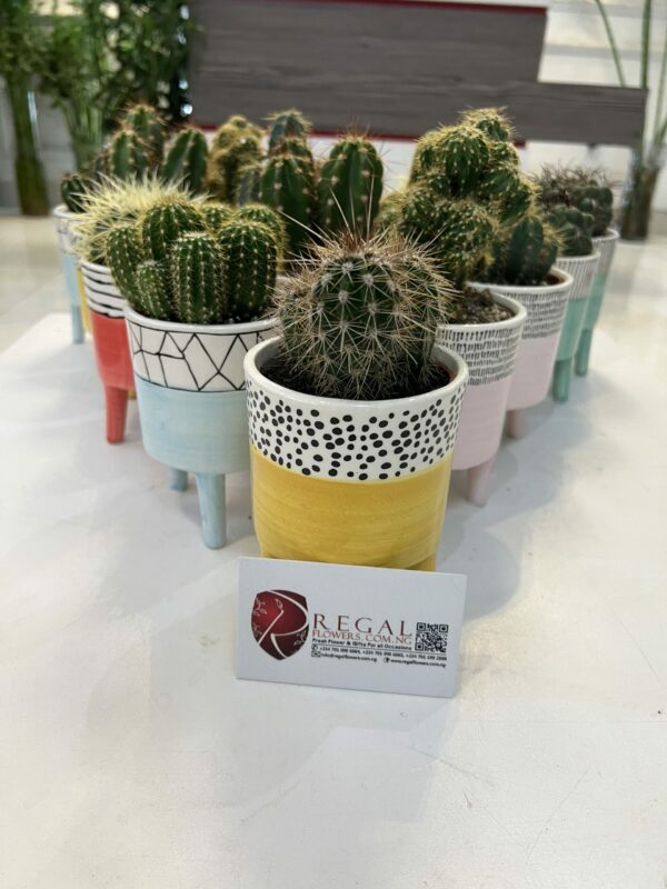 Cactus Mix 011 - Image 3