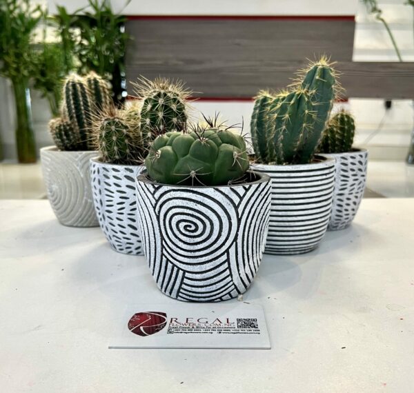 Cactus Mix 010 - Image 5