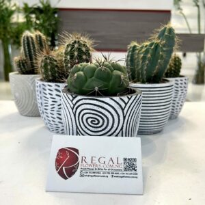 Cactus Mix 010