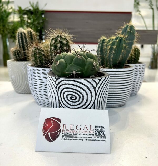 Cactus Mix 010