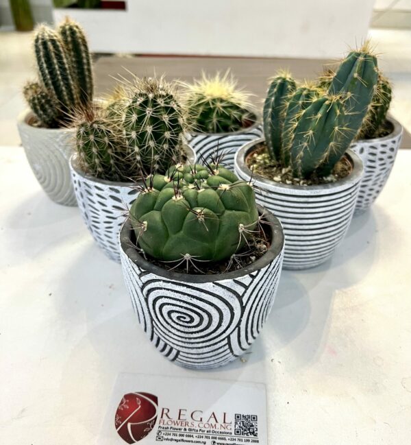 Cactus Mix 010 - Image 4