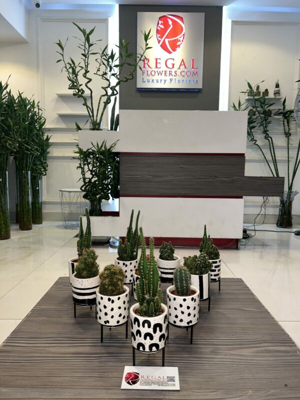 Cactus Mix 001 - Image 2