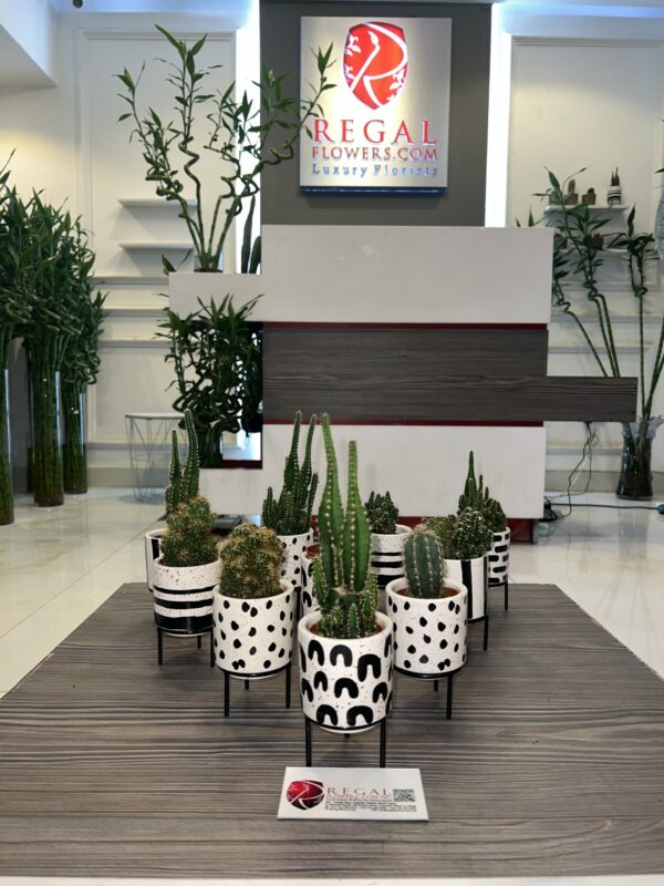Cactus Mix 001 - Image 4