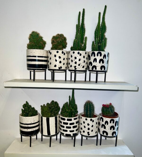 Cactus Mix 001