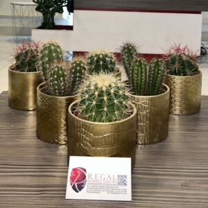 Cactus Mix 009