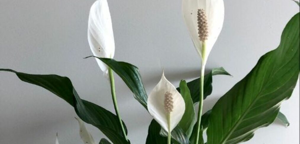 peace lily zoomed in