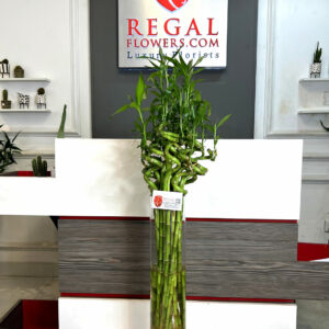 LUCKY BAMBOO 002