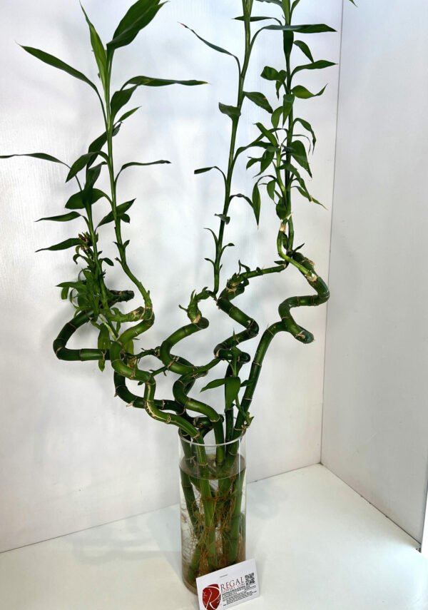 LUCKY BAMBOO 001 - Image 5