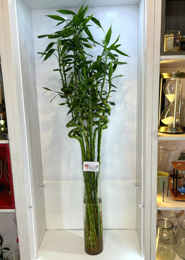 LUCKY BAMBOO 003 - Image 4