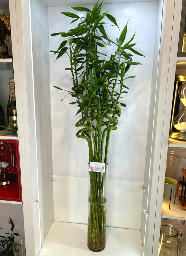 LUCKY BAMBOO 003 - Image 2