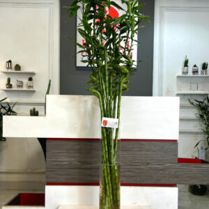 LUCKY BAMBOO 003