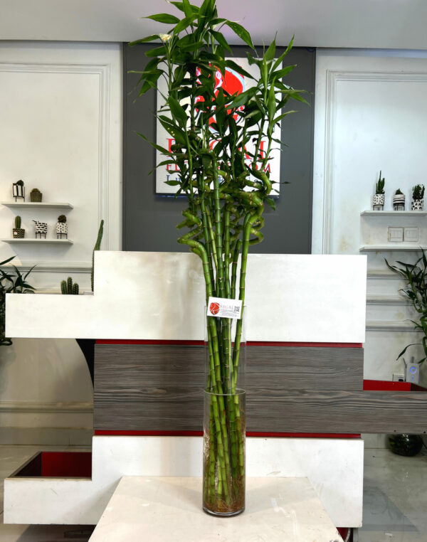 LUCKY BAMBOO 003