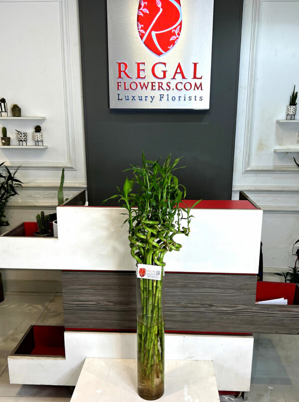 LUCKY BAMBOO 002 - Image 3