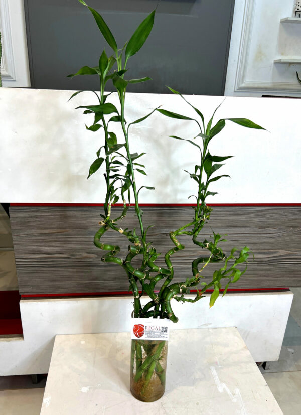 LUCKY BAMBOO 001 - Image 2