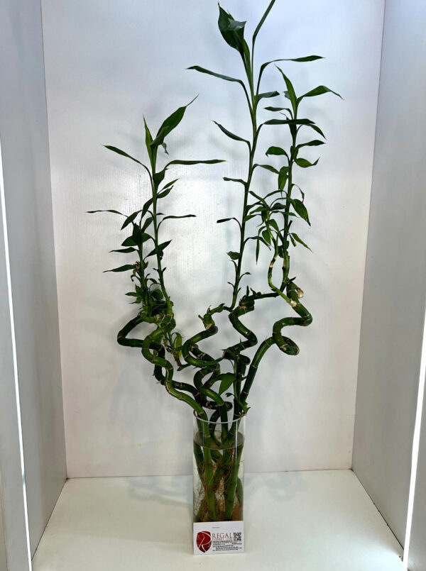 LUCKY BAMBOO 001 - Image 4