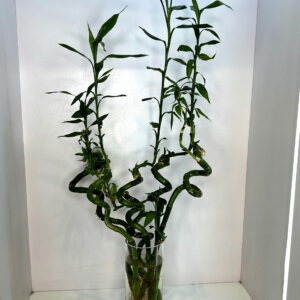 LUCKY BAMBOO 001