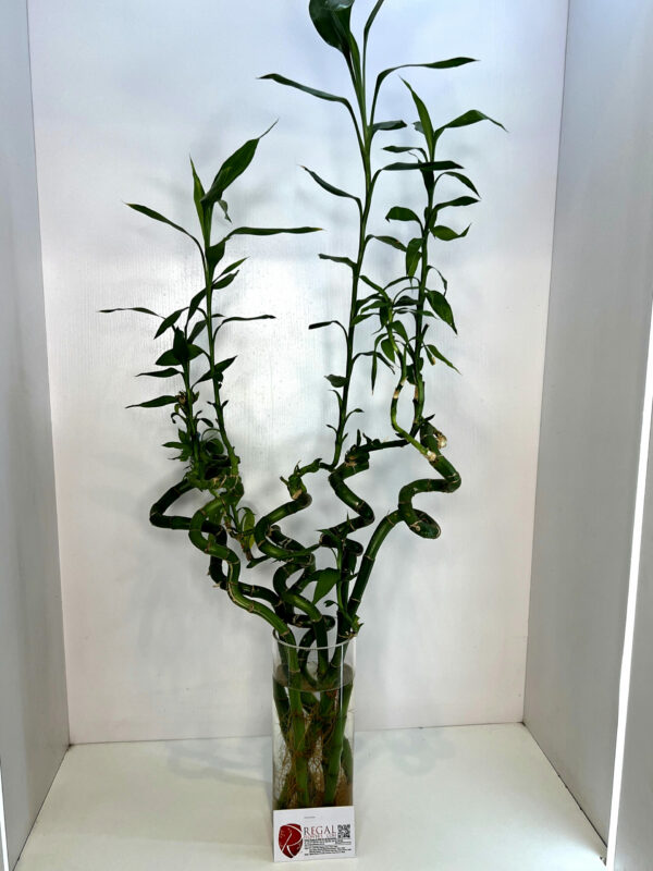 LUCKY BAMBOO 001