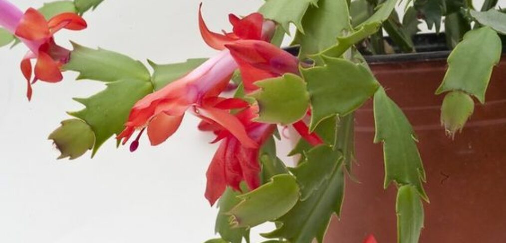 Christmas Cactus